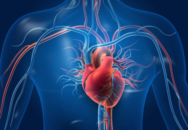 Human Heart